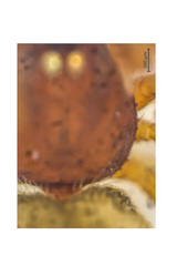 Allothymoites sp. "Socketed Spines" © James Koh  • Posterior • Dorsal • ♀ • Adult